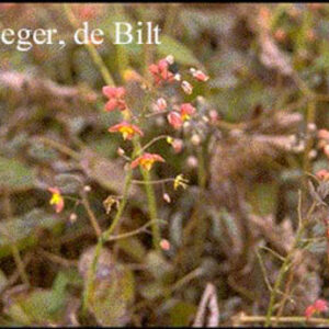 Epimedium cantabrigiense