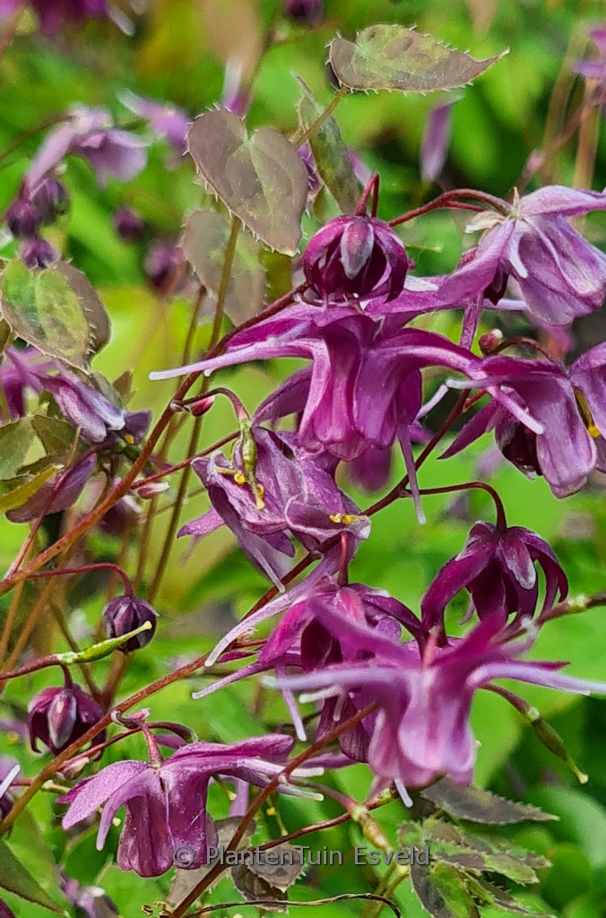 Epimedium grandiflorum 'Shiho'