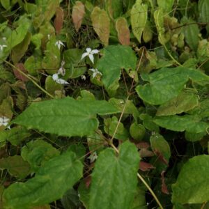 Epimedium 'Mandarin Star'
