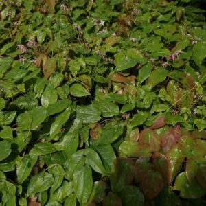 Epimedium 'Pretty in Pink'