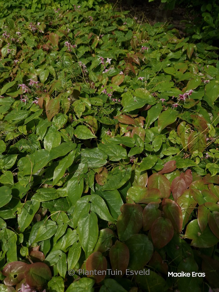 Epimedium 'Pretty in Pink'