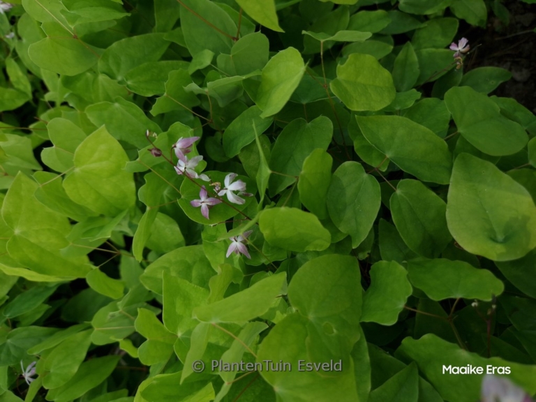 Epimedium 'Sasaki'
