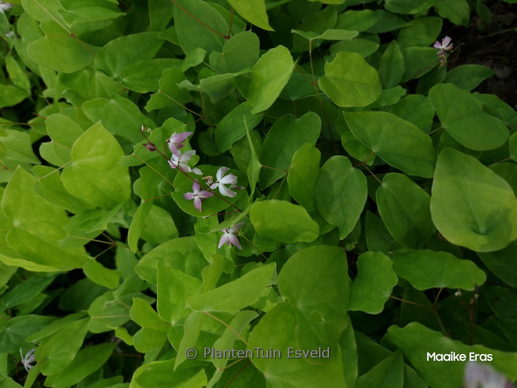 Epimedium 'Sasaki'