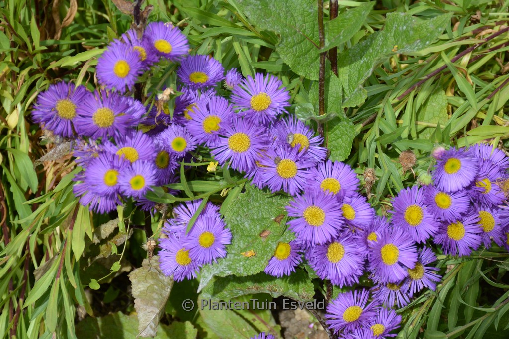 Erigeron 'Dunkelste Aller'