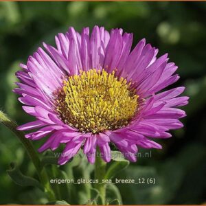 Erigeron glaucus 'Sea Breeze'