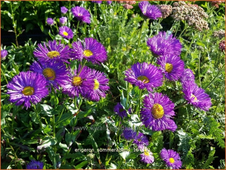 Erigeron 'Sommerabend'