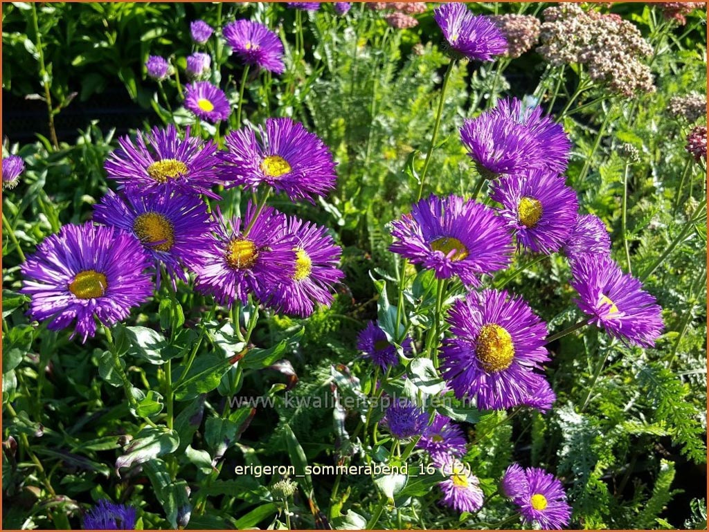 Erigeron 'Sommerabend'