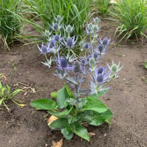Eryngium planum 'Magical Blue Lagoon'