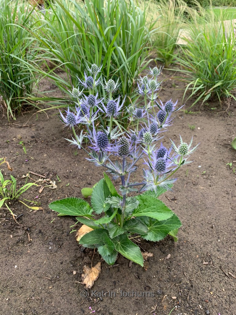 Eryngium planum 'Magical Blue Lagoon'