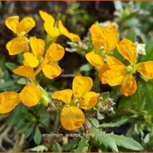 Erysimum 'Orange Flame'
