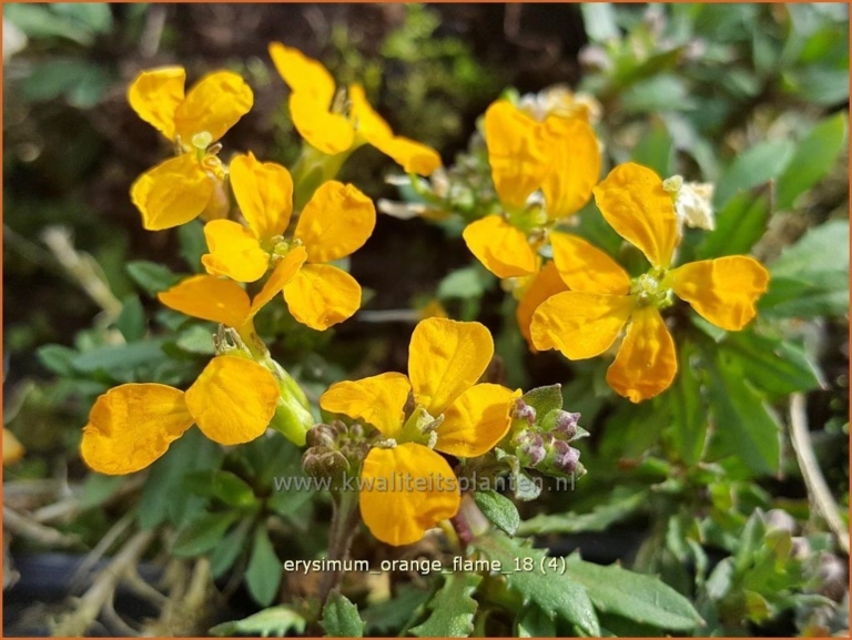 Erysimum 'Orange Flame'
