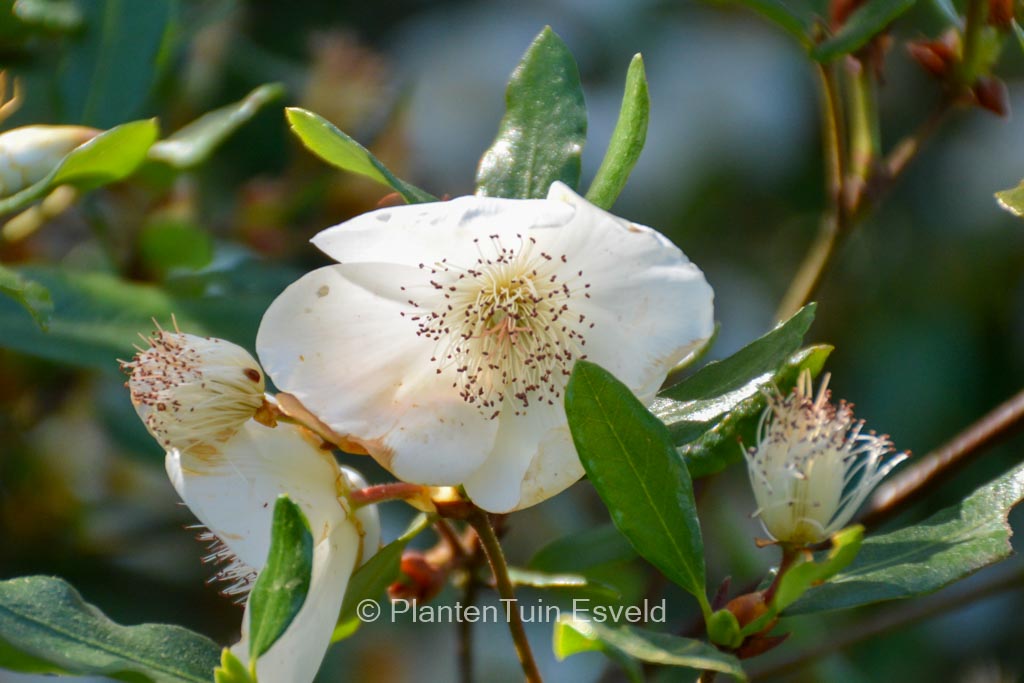 Eucryphia intermedia 'Rostrevor'