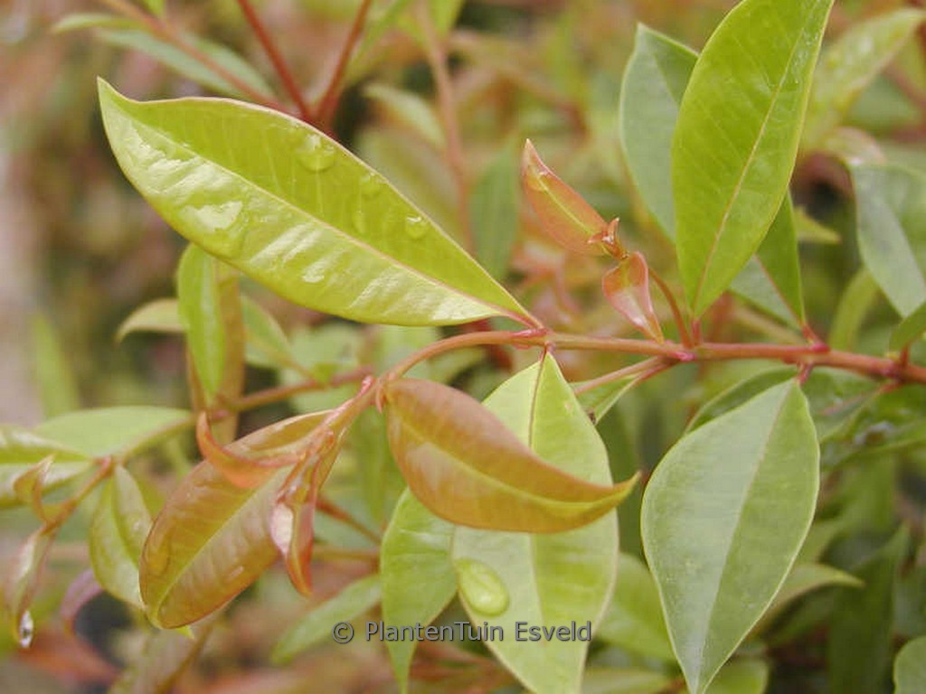 Eugenia myrtifolia 'Newport'