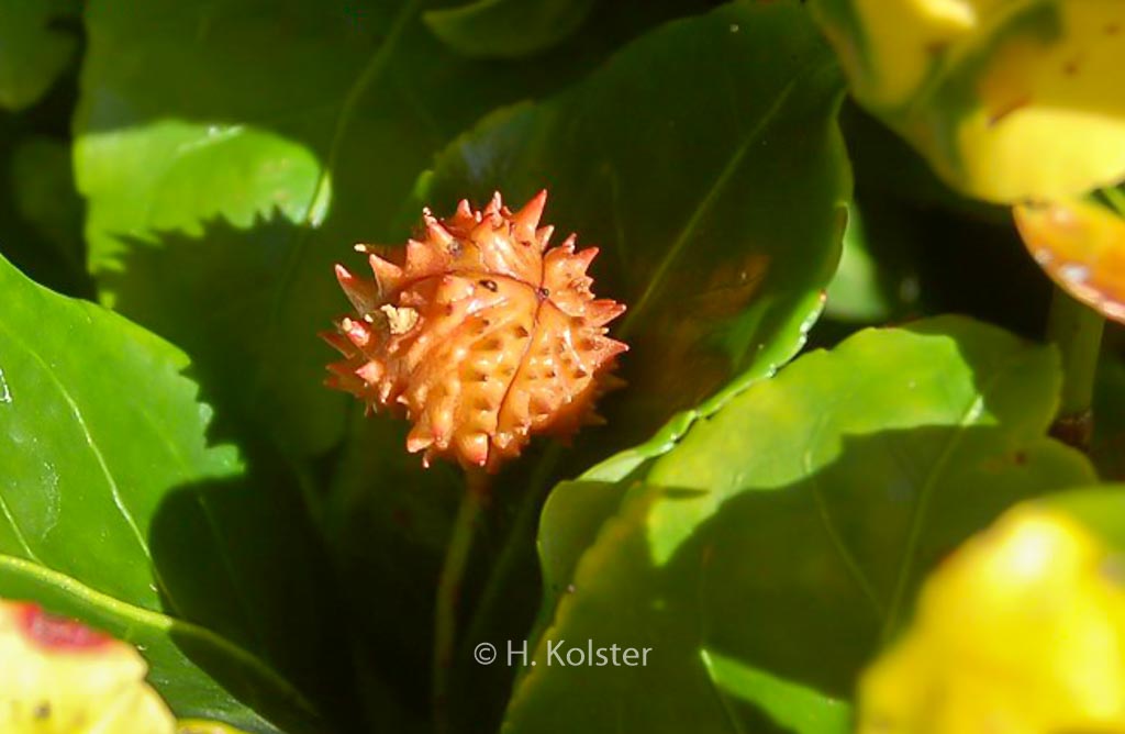 Euonymus aculeatus
