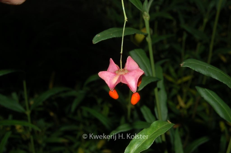Euonymus clivicolus