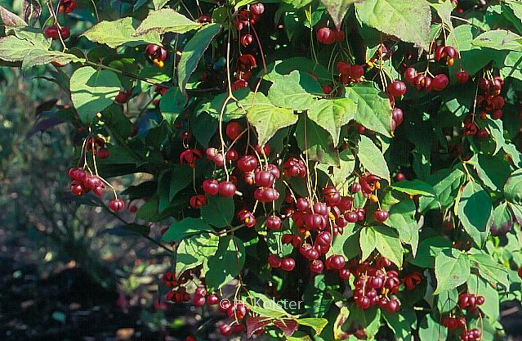 Euonymus oxyphyllus 'Waasland'
