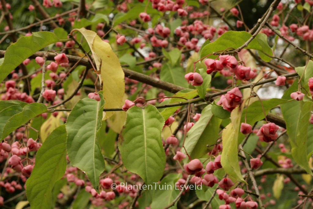 Euonymus oxyphyllus