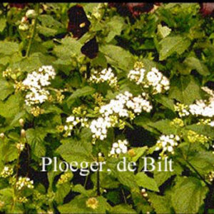 Eupatorium rugosum 'Braunlaub'