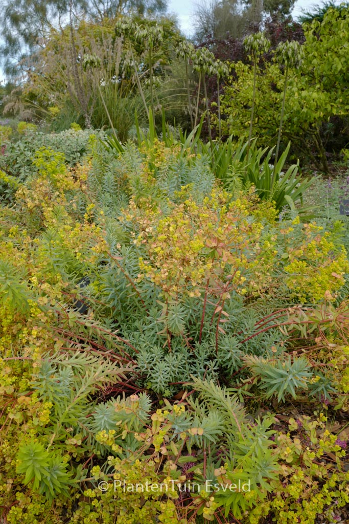 Euphorbia 'Blue Haze'