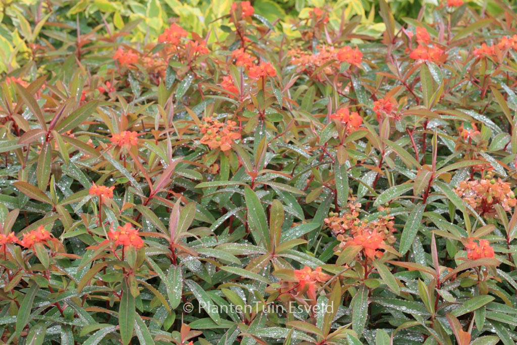 Euphorbia griffithii 'Fireglow'