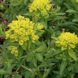 Euphorbia palustris 'Walenburg's Glorie'
