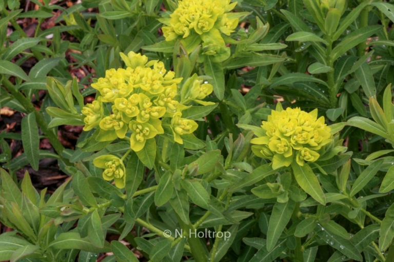 Euphorbia palustris 'Walenburg's Glorie'