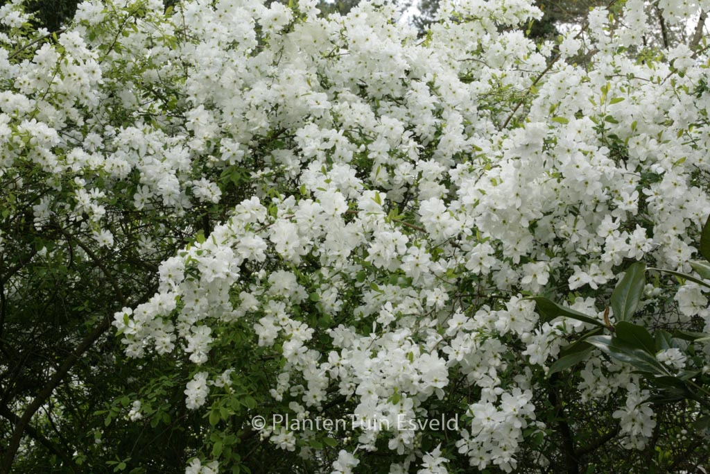 Exochorda racemosa