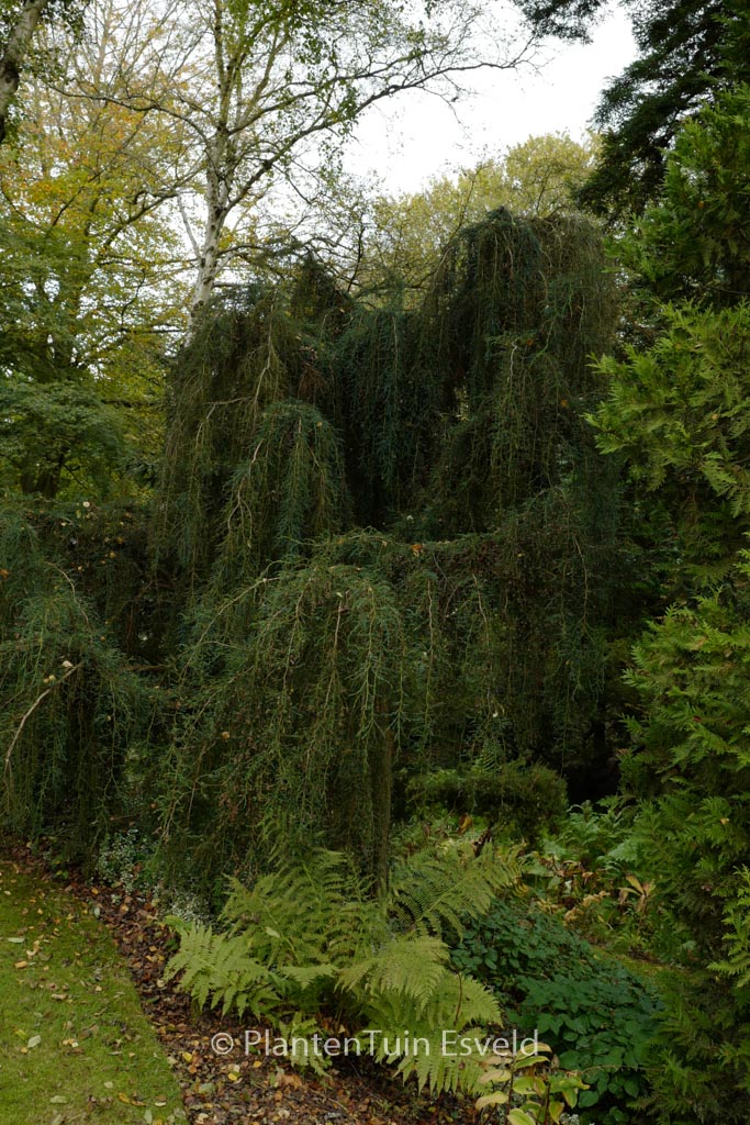 Fitzroya cupressoides