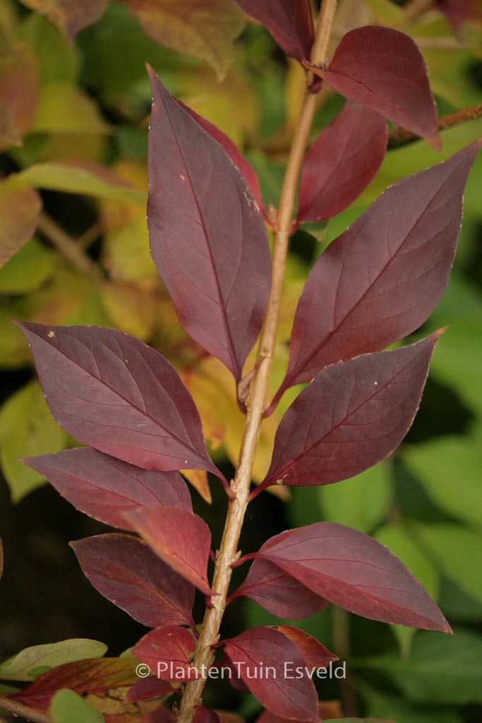 Forsythia ovata 'Marie-Louise'