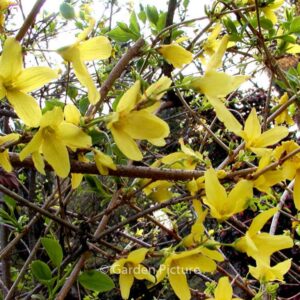 Forsythia suspensa