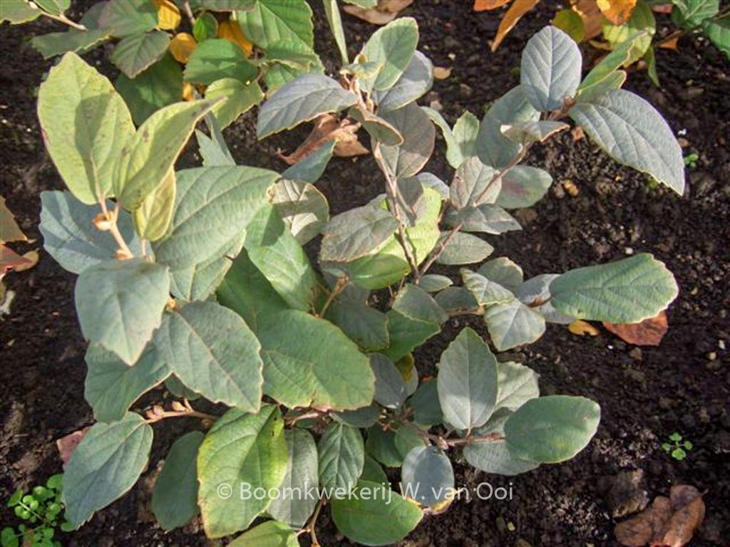 Fothergilla gardenii 'Blue Mist'