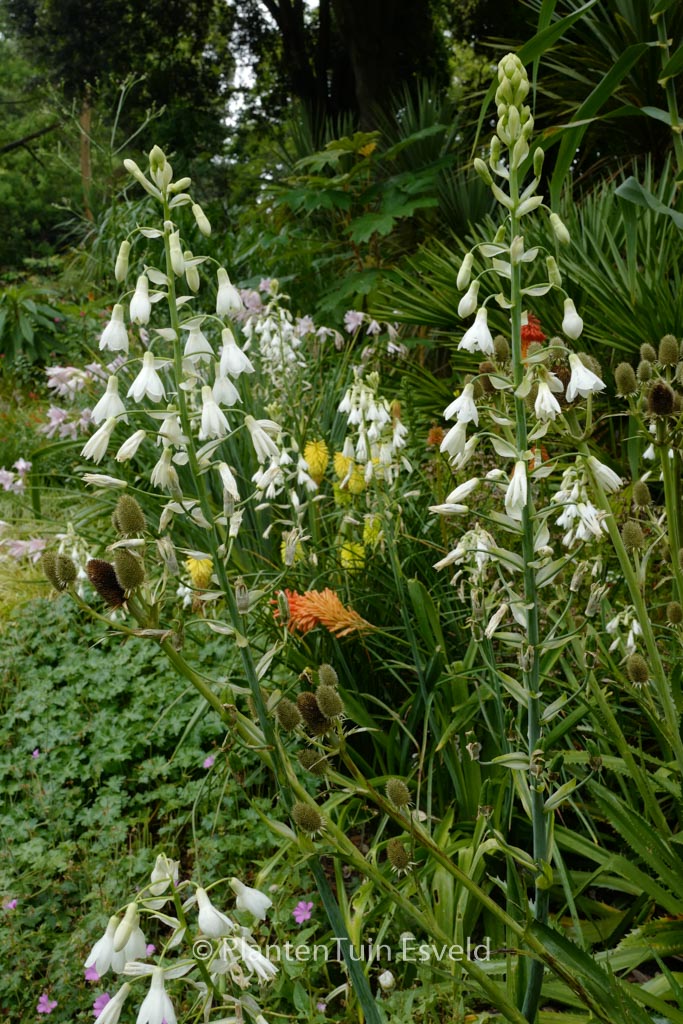 Galtonia candicans