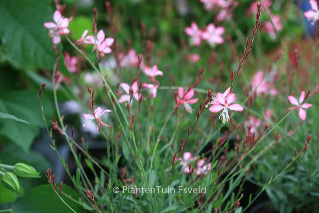 Gaura lindheimeri 'Summer Emotions'