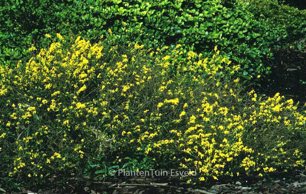 Genista pilosa 'Goldilocks'