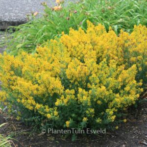 Genista tinctoria 'Royal Gold'