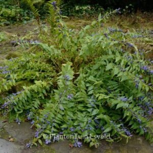 Gentiana asclepiadea