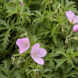 Geranium clarkei 'Kashmir Pink'