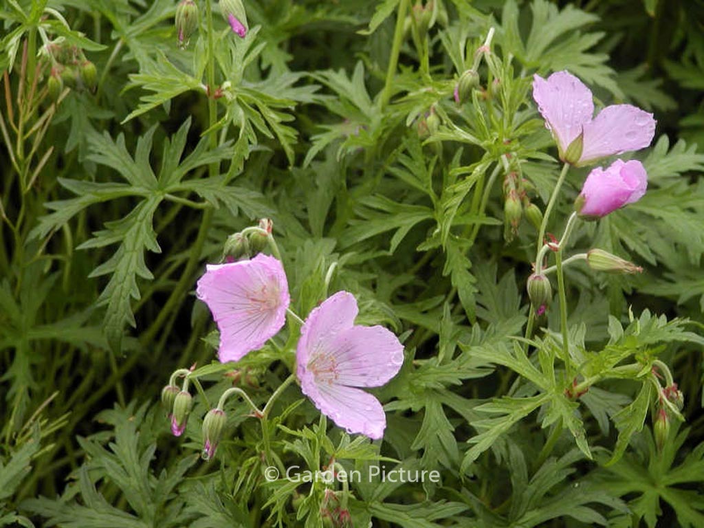 Geranium clarkei 'Kashmir Pink'