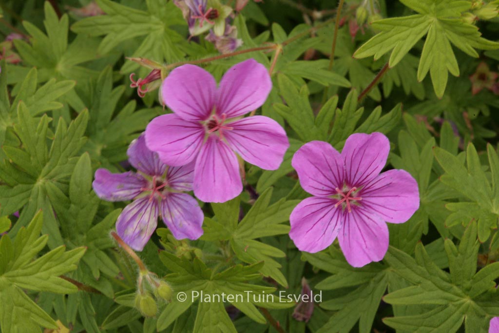 Geranium 'Dilys'