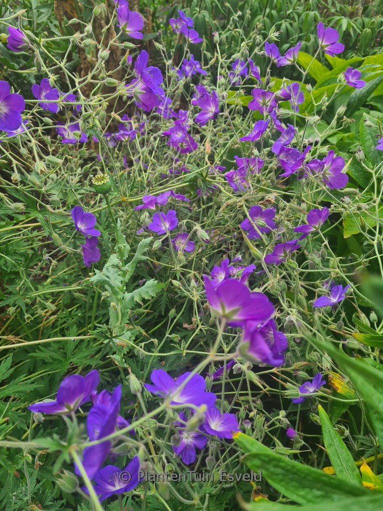 Geranium 'Eureka Blue'