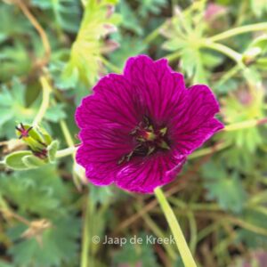 Geranium 'Jolly Jewel Purple'