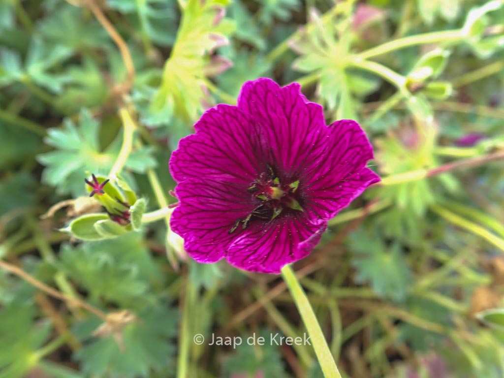 Geranium 'Jolly Jewel Purple'