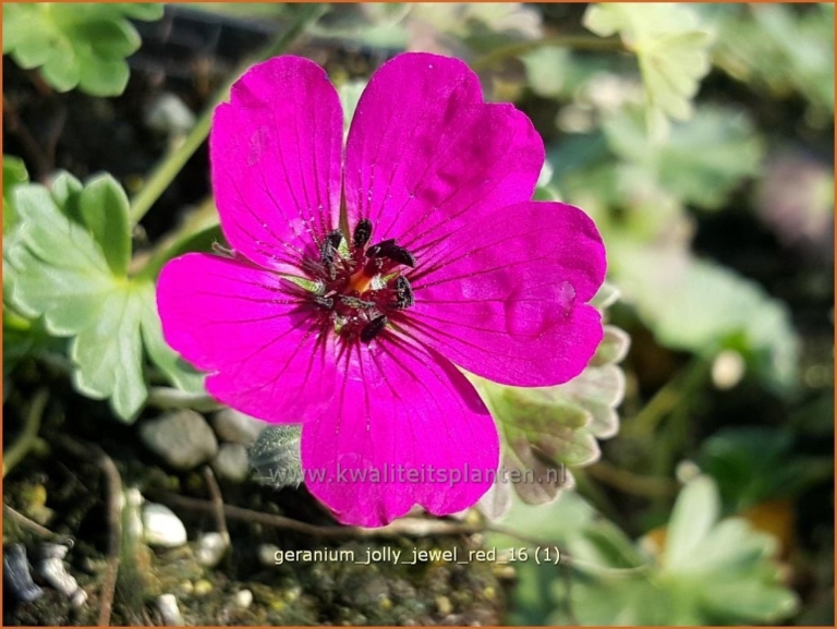 Geranium 'Jolly Jewel Red'