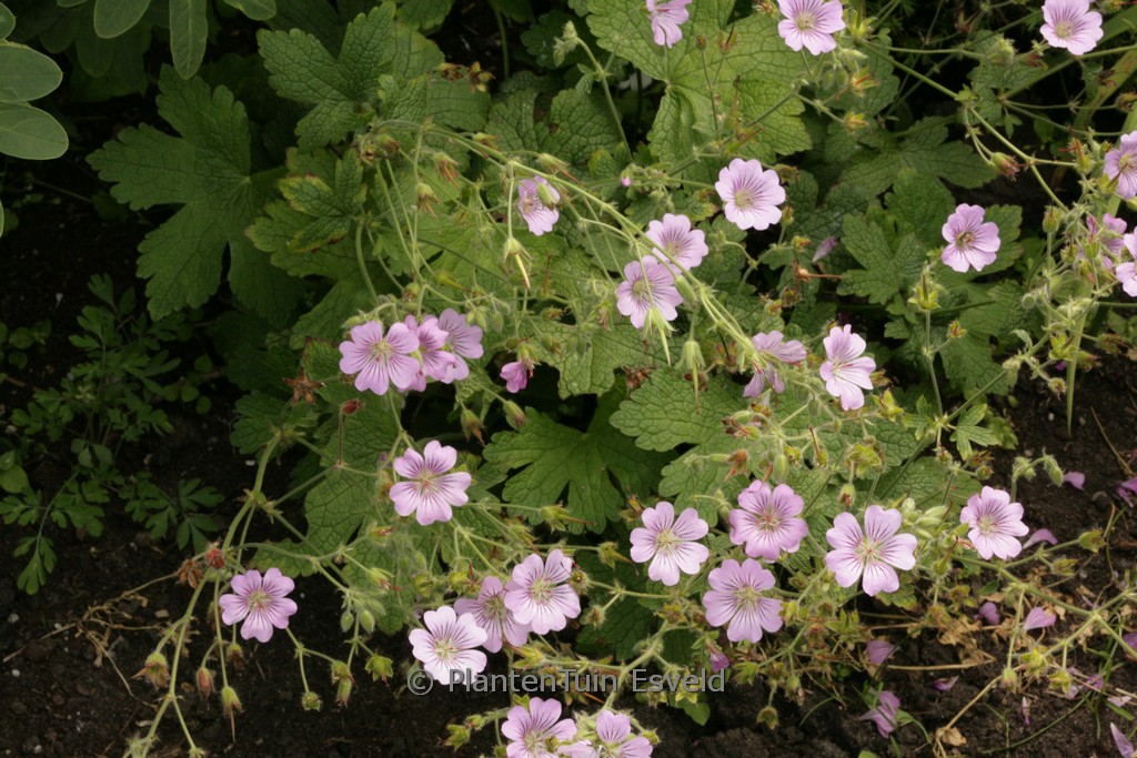 Geranium 'Karen Wouters'