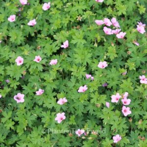Geranium 'Light Dilys'