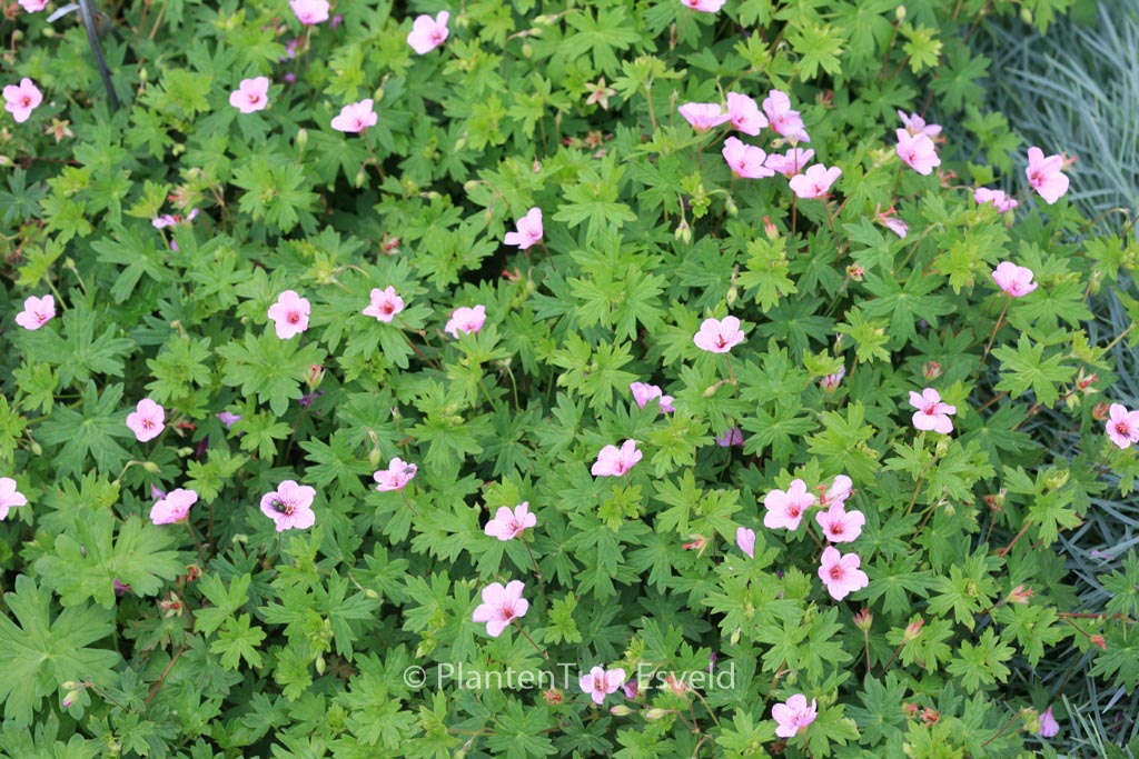 Geranium 'Light Dilys'