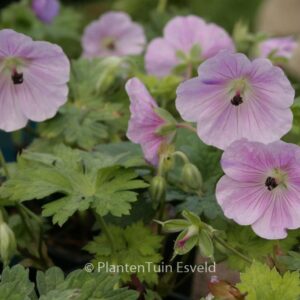 Geranium 'Lilac Ice'