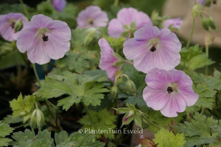 Geranium 'Lilac Ice'