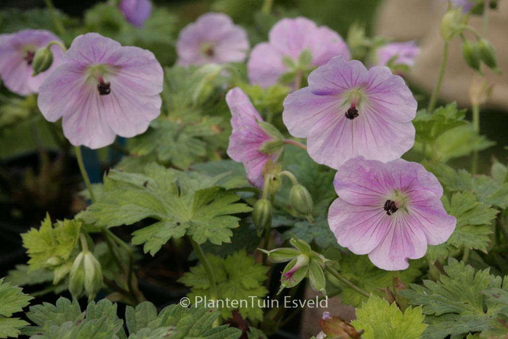 Geranium 'Lilac Ice'
