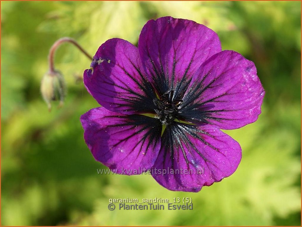 Geranium psilostemon 'Sandrine'